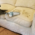 Как очистить мебель от шерсти домашних животных?